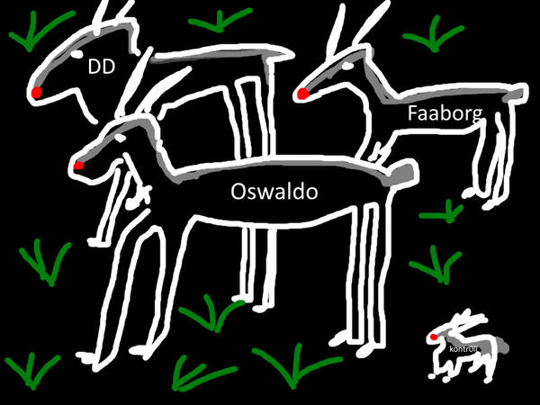 A goat with small feet